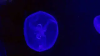 Key West Aquarium