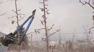 Apple Crop Load Management - English