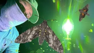 BIGGEST AND SMALLEST SPHINX    TONS OF MOTHS!!!!!!