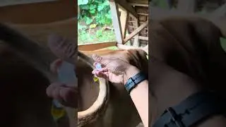 Injection of Vitamin B Complex in lactating limousine mother cows 14  #cow #shots