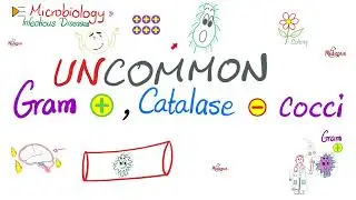 Uncommon Gram-Positive, Catalase-Negative Bacteria | Microbiology 🧫 & Infectious Diseases 🦠