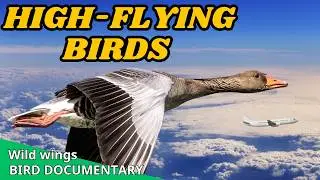 Top 10 High Flying Birds That Defy Gravity | Bird documentary | Wild Wings