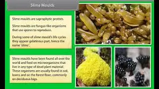 Ch 2 - Biological Classification | Slime Moulds