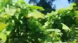 Kratom Fields of Indonesia