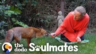 Посмотрите, как эта женщина подружилась с дикой лисой | Родственные души Додо