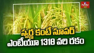 స్వర్ణ కంటే సూపర్ ఎంటీయూ 1318 వరి రకం | MTU - 1318 Best Paddy Variety for Kharif | hmtv Agri