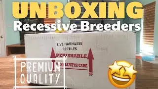Unboxing Proven Breeders | Recessive Project | Plus a fresh shed