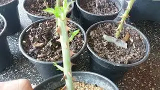 Comprovado melhor maneira de enraizar Galhos de rosas é na areia.