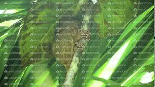 Funny Philippine tarsier Tarsius syrichta . Bohol Philippines
