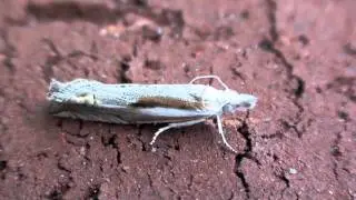 Crambid Moth (Crambidae: Phaneta) on Wall