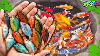 Catching colorful fish in aquarium tiny pond, ornamental fish, guppy fish, big koi, goldfish, turtle