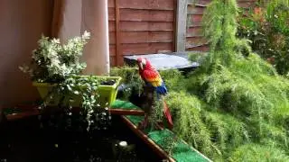 Raised pond with viewing window.  (Part 2 of 3 )