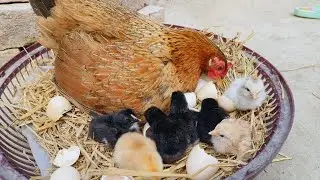 Backyard Chickens Egg Hatching 🐥&ndash; Easy Way to Hatch Eggs at Home❤️