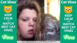 Ultimate Cat Vines Compilation #6 - October 2015