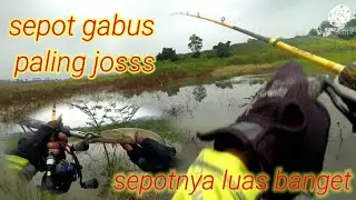 casting gabus di sepot paling luas di Jawa tengah