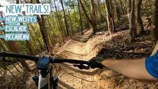 These NEW Trails are Amazing! - Eastern Escarpment Conservation Area