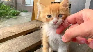 😭❤️ Tiny kittens who want love more than food.