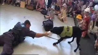 Australian Federal Police Dog Display @ Westpac Rescue Base Open Day 2013
