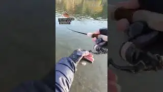 【AREA TROUT Fishing】Pico ChatteCra DR SS♯Full clear brown（DAYSPROUT）2022.11.12