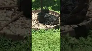 Baby Grackle feeding - bird feeders - June 22 2019