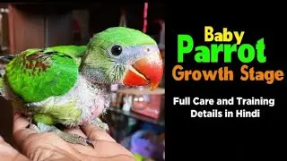 KASHMIRI RAW Parrot Day By Day Growth | Full Care And Tips Video Alexendr  Parrot Day By Day Growth