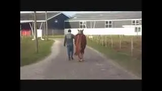 Schleswiger Junghengst beim Training