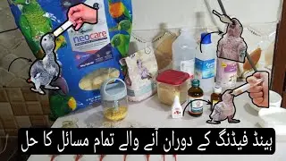 Hand feeding ky duran anny waly tamam masail ka hal #fyp #birds 