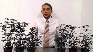 600w HPS vs XML 350 LED - Journal Week 5