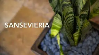 One of the best plants for Natural Air Filtration