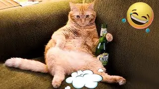 Cat Drinking Beer and Funny Moments l Funniest Cats Video Compilation #11 l Pets SGlobal