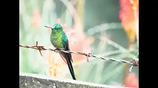 Incredible Hummingbirds in Cocora Valley, Colombia 🇨🇴 (House of Hummingbirds)