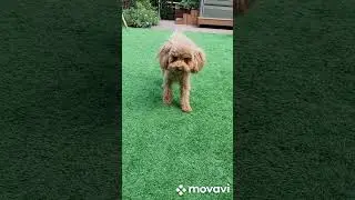 Let's play #agame #doglover #dog #favoritedog #shorts