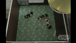 Friese Stabijkennel fan 'e Wylde See - Fleuriche Nest 1wk+1dg  jong