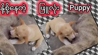 ✅ နို့စို့နေတဲ့ ဖြူလုံးလေး #dog #doglover #dogs #animals #love #lovestatus #life