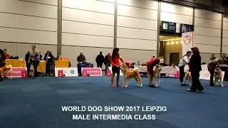 ЧЕМПИОНАТ СОБАК 2017 | КОБЕЛИ ПРОМЕЖУТОЧНОГО ПОРОДА #АКИТА #WDS | ГЕРМАНИЯ, ЛЕЙПЦИГ | #WDS2017