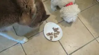Dogs put Vita Bone&reg; Artisan Inspired&reg; Soft Dog Treats to the test!