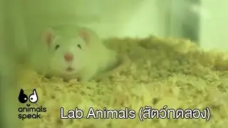 Lab Animals (สัตว์ทดลอง) - Animals Speak [by Mahidol]