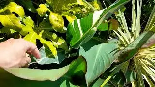 UK tropical garden tour (July 10th)