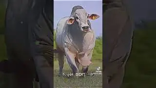 May 22, 2025 # Qurbani Guru # Qurbani hot  # viral shorts # shorts feed #Eid special
