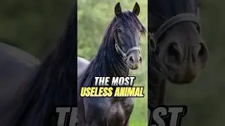 The World&rsquo;s Most Useless Animal! #shorts