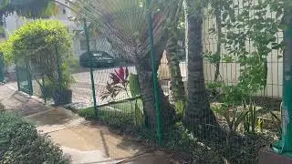 Unique Travelers Palm With 4 Trunks/Looking For An Unusual Palm, This Is It.  The Tree Planters