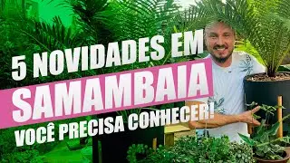 As 5 Melhores Novidades em Samambaias que Você Precisa Conhecer