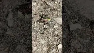 Hunting ant