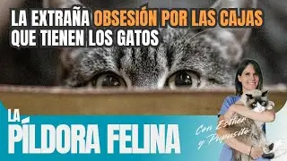 574  La extraña OBSESIÓN POR LAS CAJAS que tienen
