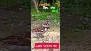 the beautiful sound of sparrow bird #bird #sparrow #shortvideo #youtubeshorts #ytshort