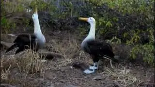 Galapagos Albatross Mating Dance