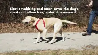 SPORN Comfort Harness & Comfort Collar Video