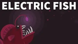 How Do Fish Generate Electricity?