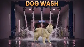 Bain complet d’un Eurasier – En musique, sans blabla