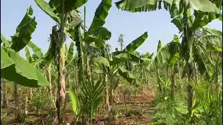 #commercial #land #forsale #in #Hyderabad #Telangana #farm #investment #agriculture #RRR #9640041044